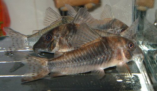 Corydoras septentrionalis 