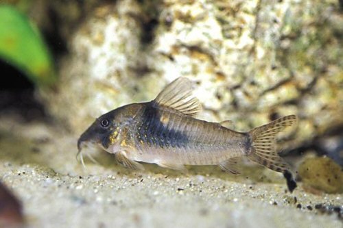 Corydoras septentrionalis