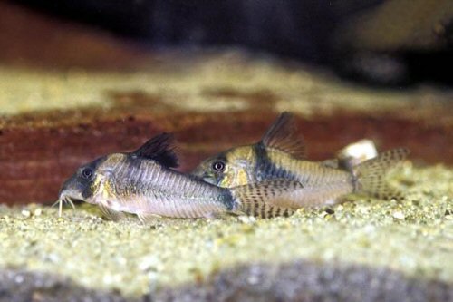 Corydoras septentrionalis 