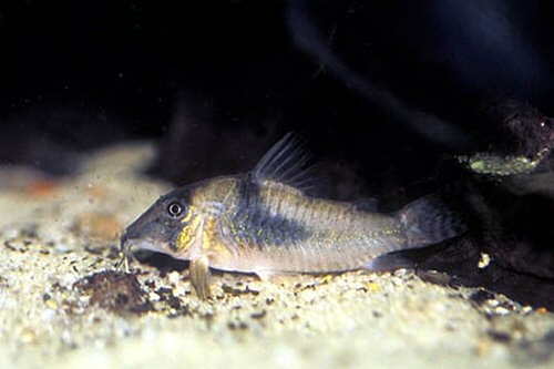 Corydoras septentrionalis