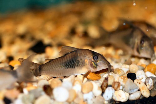 Corydoras septentrionalis