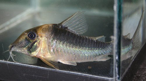 Corydoras serratus 