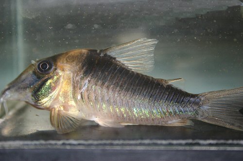 Corydoras serratus 