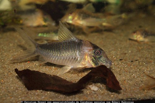 Corydoras serratus 