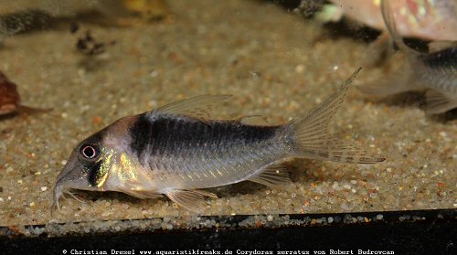 Corydoras serratus 