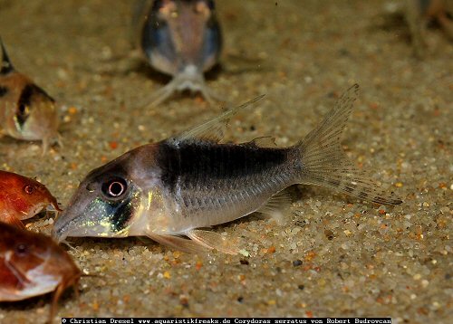 Corydoras serratus 