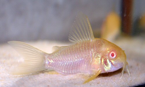 Hoplisoma simile = albino