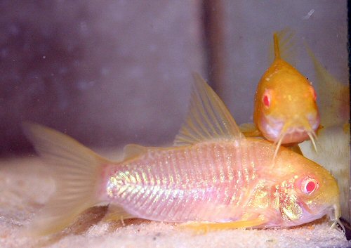 Hoplisoma simile = albino