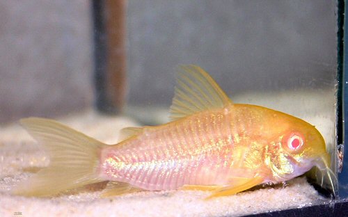 Hoplisoma simile = albino