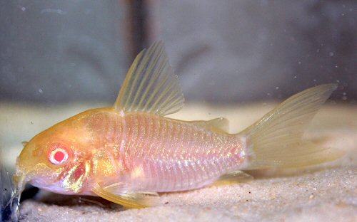 Hoplisoma simile = albino