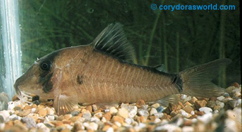 Corydoras simulatus 