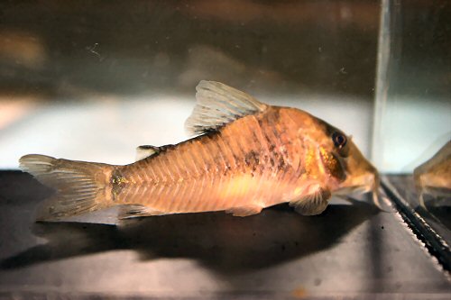 Corydoras simulatus