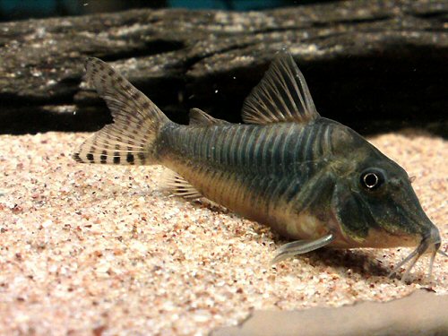 Corydoras simulatus