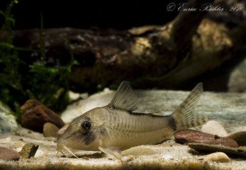 Corydoras simulatus 