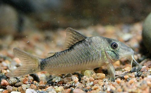 Corydoras simulatus