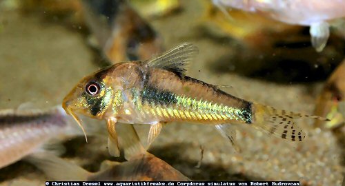 Corydoras simulatus 