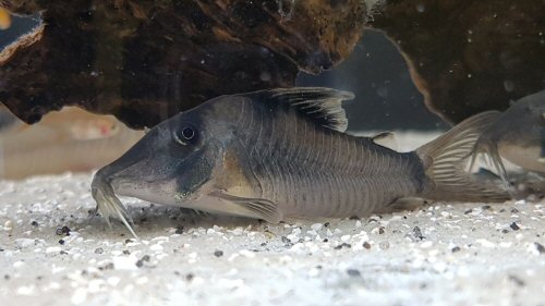 Corydoras simulatus