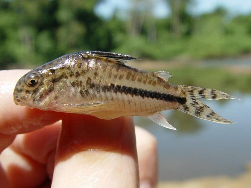 Hoplisoma sipaliwini = Kabalebo River  at Suriname and French Guiana.