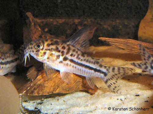 Hoplisoma sipaliwini = Kabalebo River  Suriname and French Guiana.