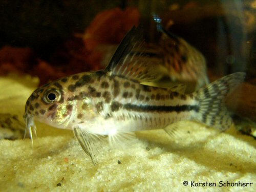 Hoplisoma sipaliwini = Kabalebo River  Suriname and French Guiana.