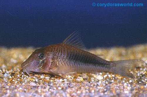 Corydoras solox = female