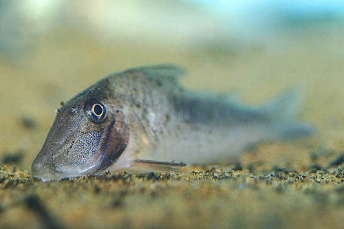 Corydoras solox  = head view