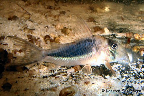 Corydoras solox = Juvenile - From the Comté river, French Guinea 