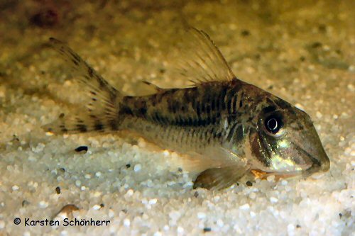 Corydoras solox = Half grown - From the Comté river, French Guinea