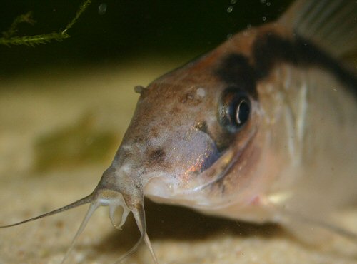 Brochis bethanae = close up of head