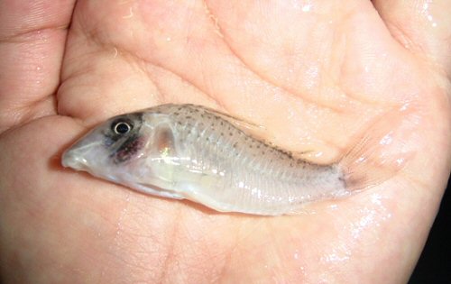 Corydoras iiap