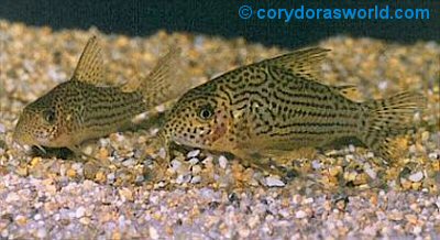 Hoplisoma eversi = Pair-female on right