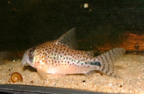 Hoplisoma sp. (C091)