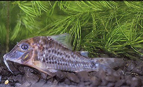 Corydoras cf. semiaquilus