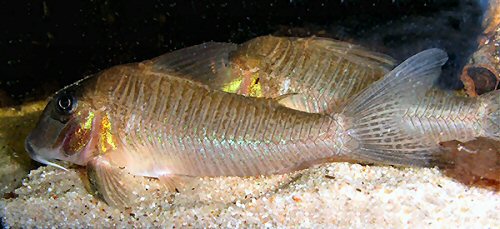 Corydoras spilurus = Adult male - from Approuague, French Guinea