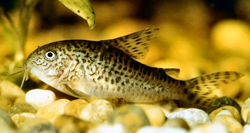 Hoplisoma  steindachneri = female