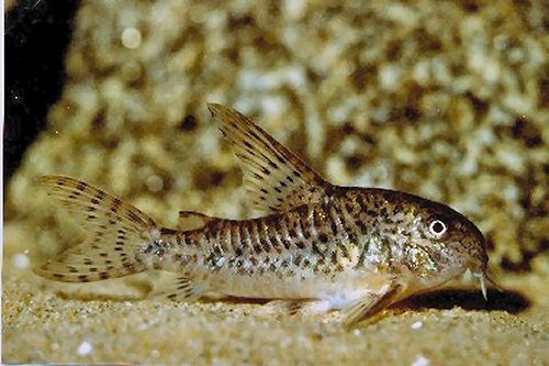 Hoplisoma steindachneri = male