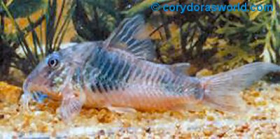 Corydoras stenocephalus 