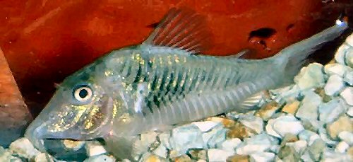 Corydoras stenocephalus 