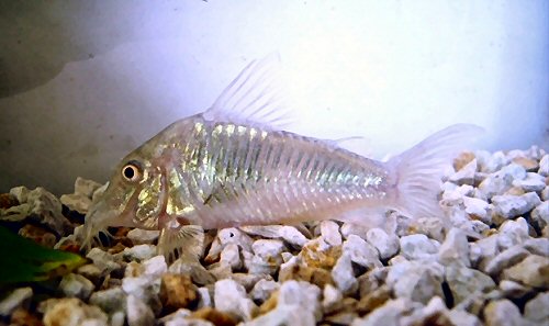 Corydoras stenocephalus 