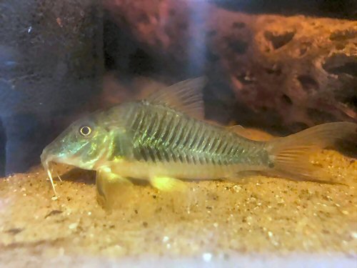 Corydoras stenocephalus