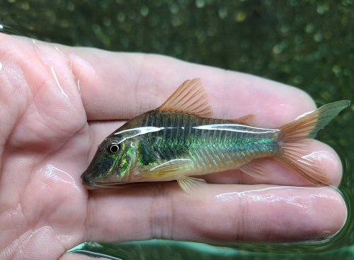 Corydoras stenocephalus