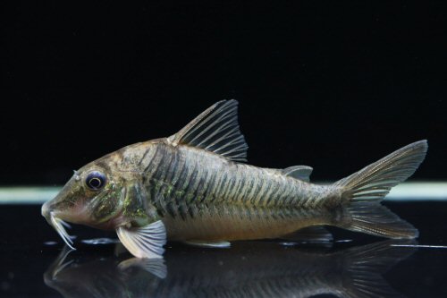 Corydoras stenocephalus