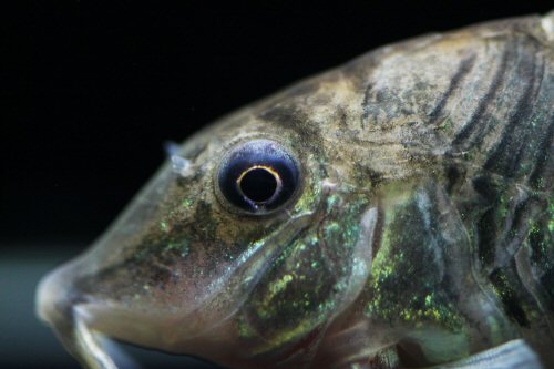 Corydoras stenocephalus = head view