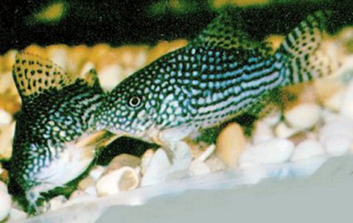 Hoplisoma sterbai = spawning embrace