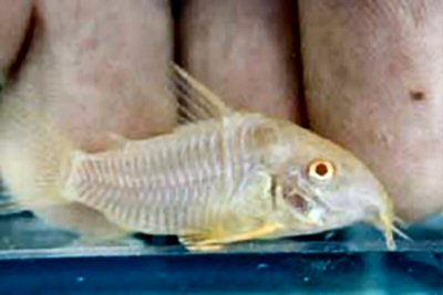 Hoplisoma sterbai = albino