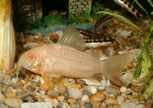 Hoplisoma sterbai = albino