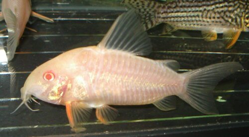 Hoplisoma sterbai - albino