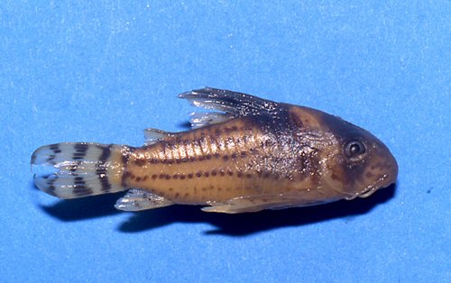 Hoplisoma surinamense = Holotype ZMA105.876