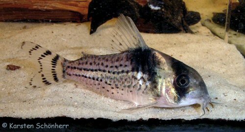 Hoplisoma surinamense = adult female