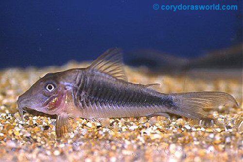 Corydoras treitlii  = female